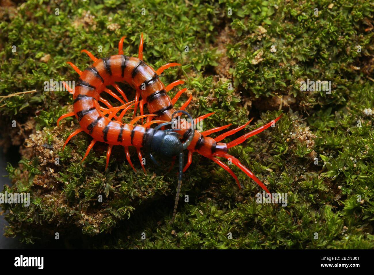 Juvenile Rote Cherry Centipede Stockfoto