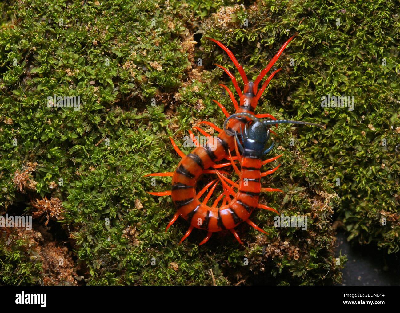 Juvenile Rote Cherry Centipede Stockfoto