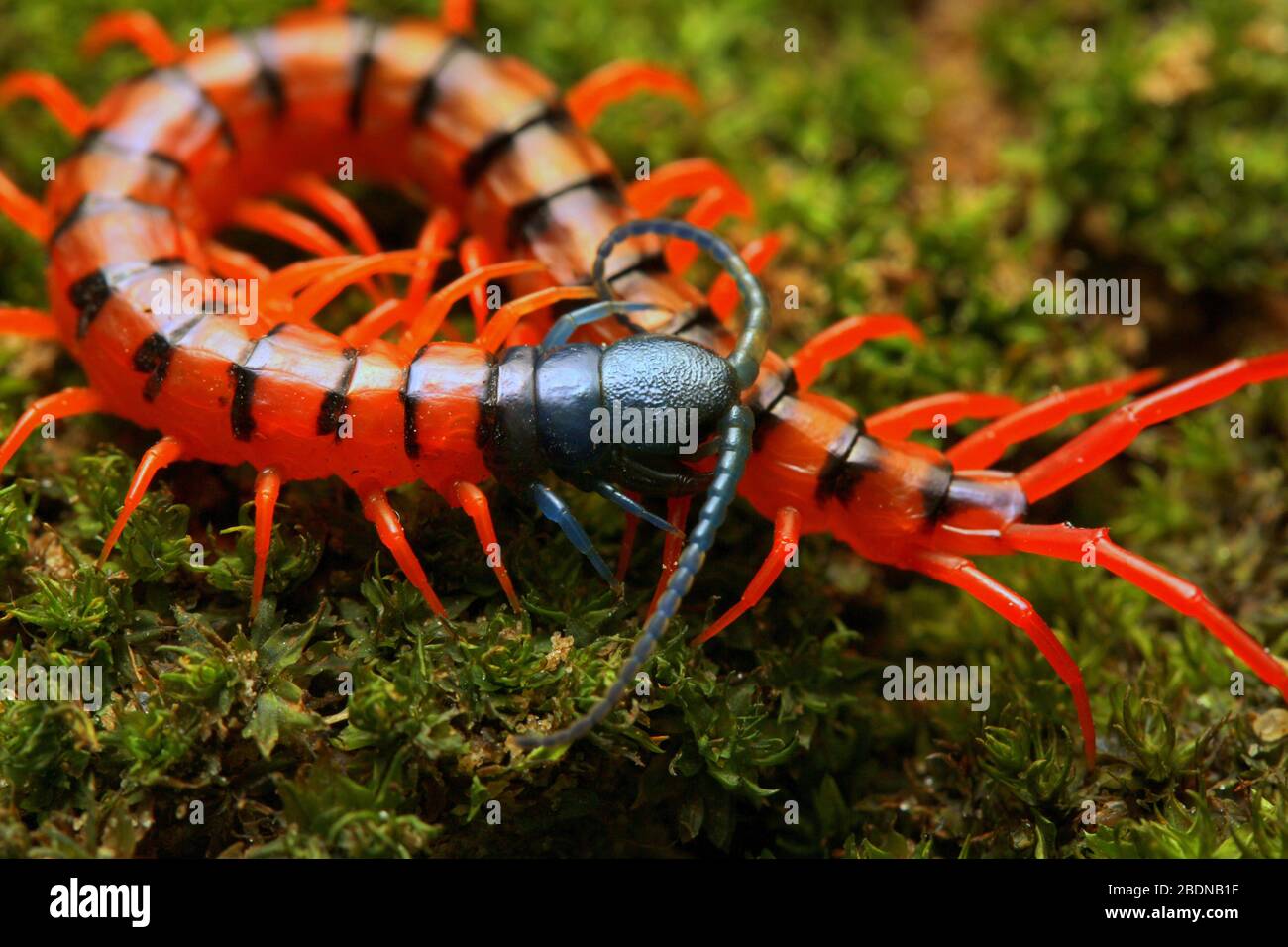 Juvenile Rote Cherry Centipede Stockfoto