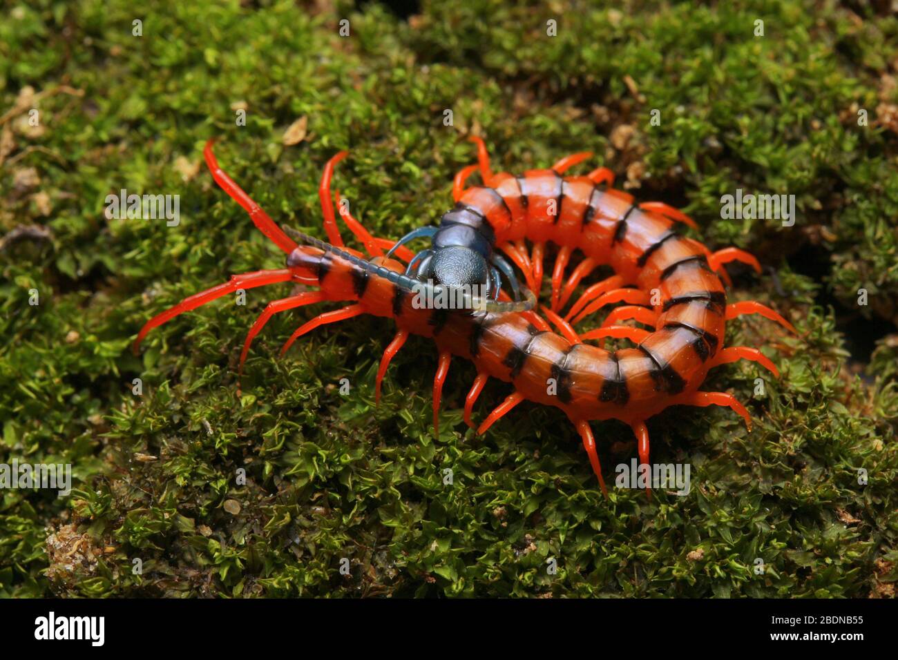 Juvenile Rote Cherry Centipede Stockfoto