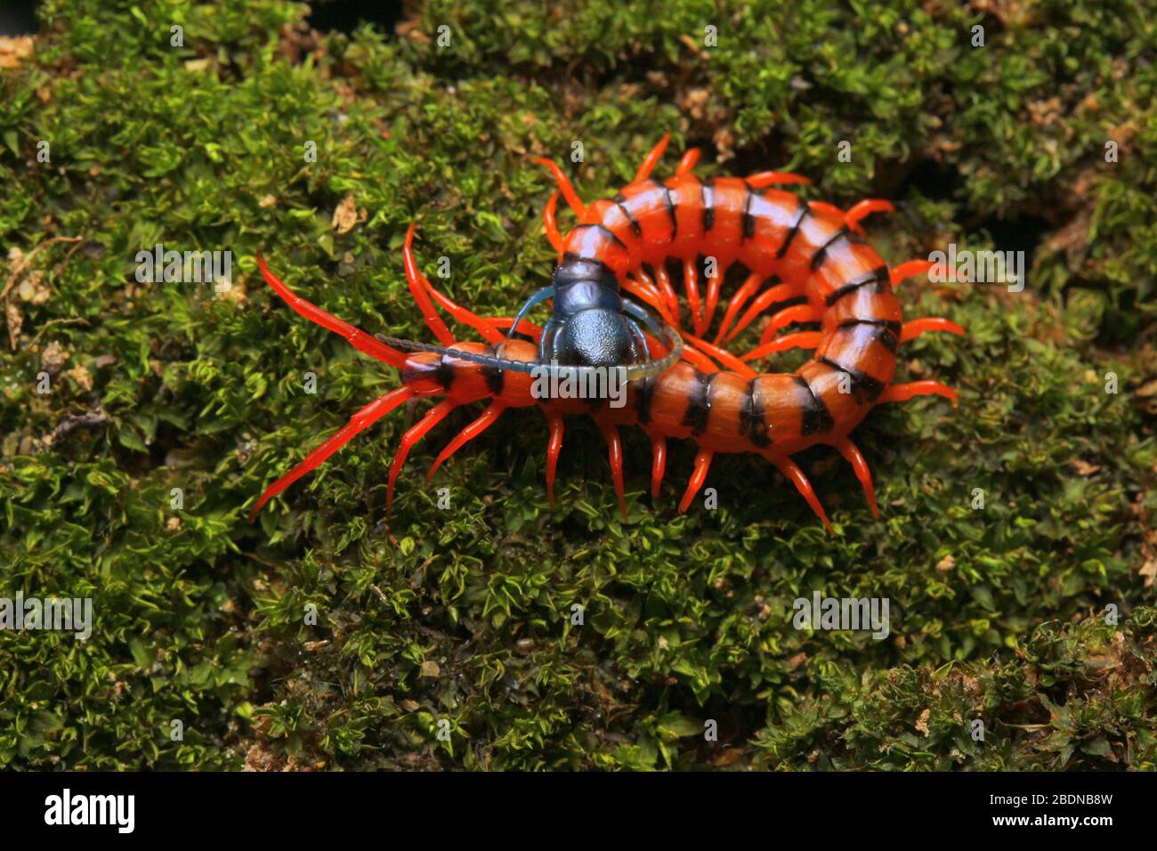 Juvenile Rote Cherry Centipede Stockfoto
