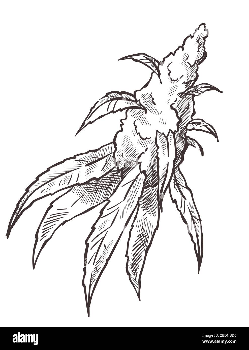 Medizinisches Marihuana, illegale Cannabispflanzenkultur monochrome Skizze Stock Vektor