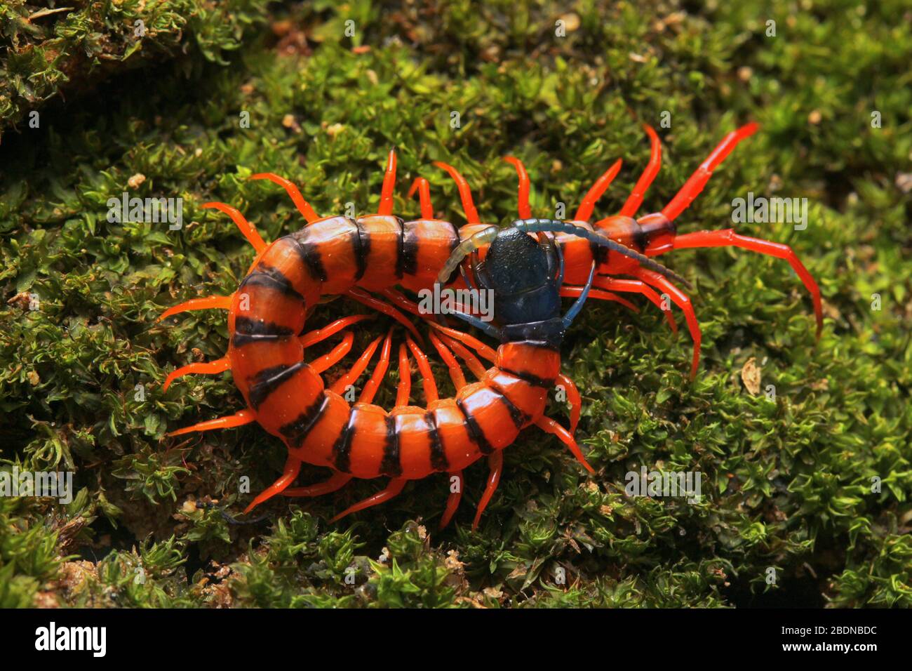 Juvenile Rote Cherry Centipede Stockfoto