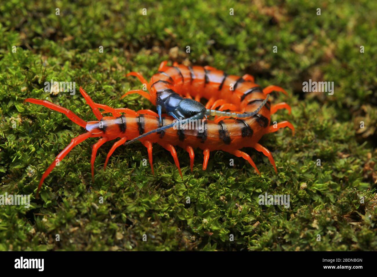 Juvenile Rote Cherry Centipede Stockfoto