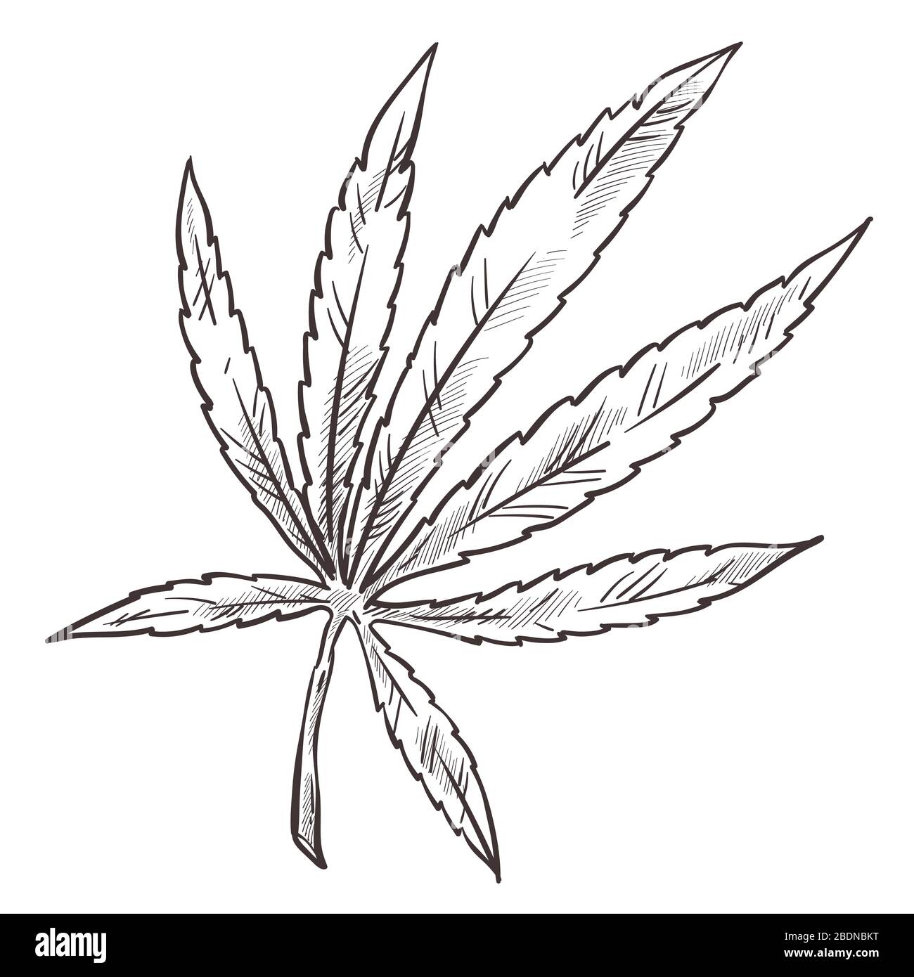 Cannabisskizze, medizinische Marihuana-Kräuterpflanze mit Blättern Stock Vektor