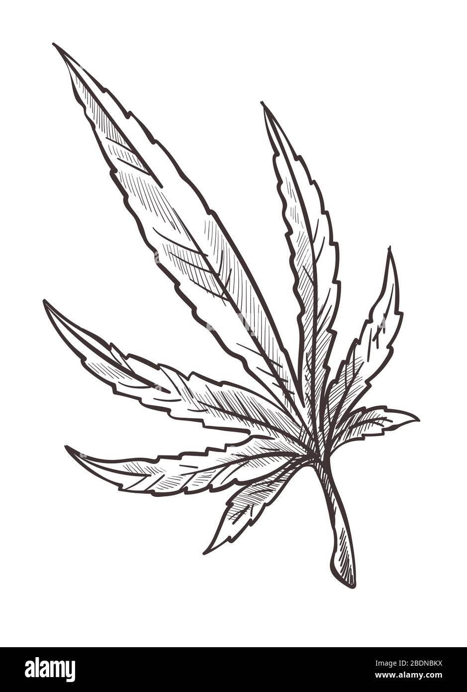 Cannabispflanzenzweig, Marihuana oder Sativa monochrome Skizze Stock Vektor