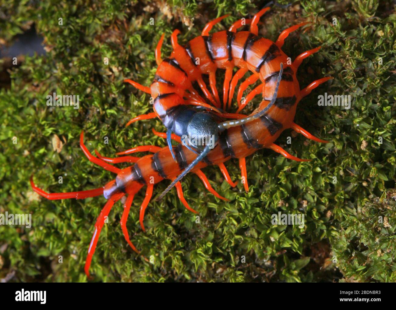 Juvenile Rote Cherry Centipede Stockfoto
