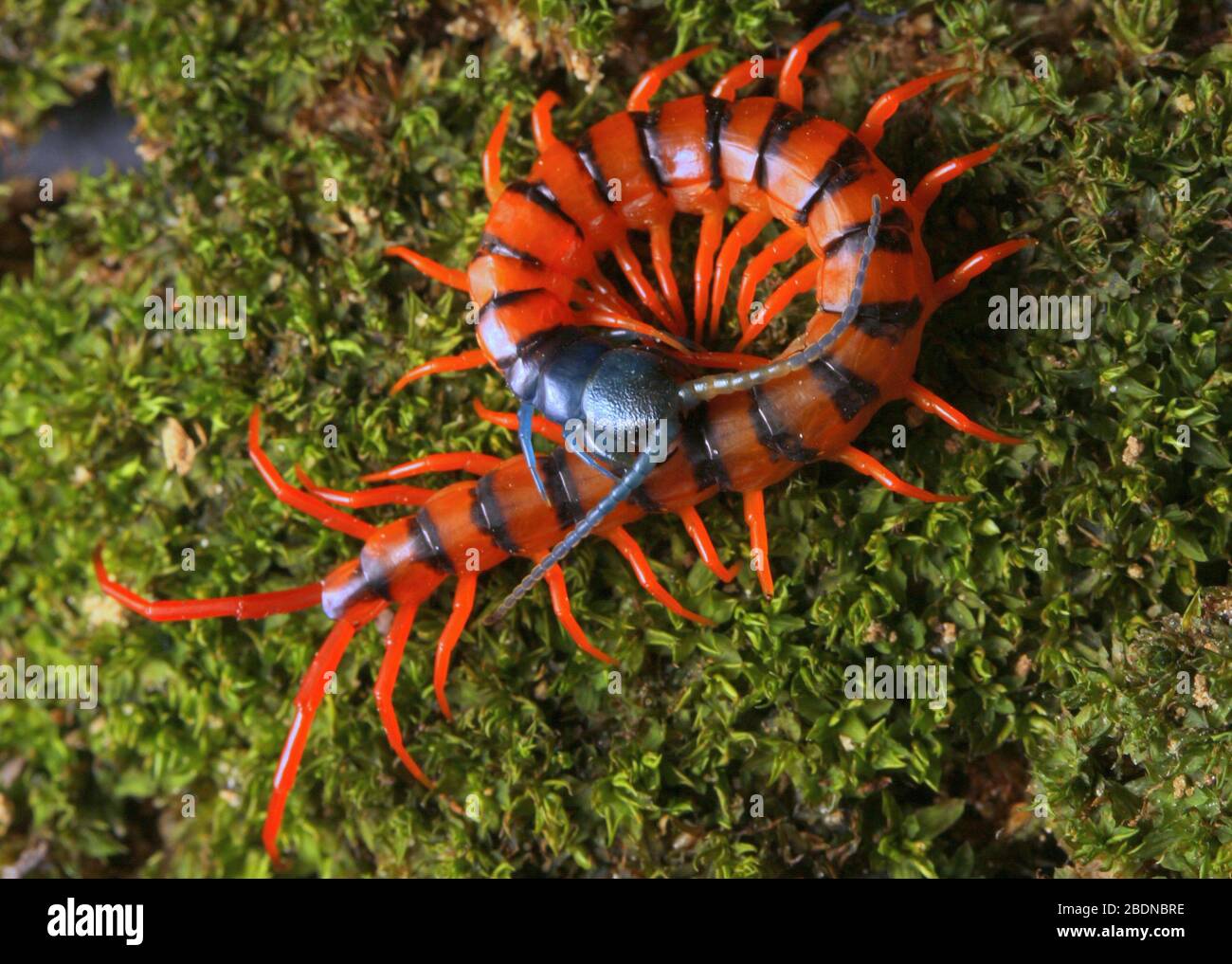 Juvenile Rote Cherry Centipede Stockfoto