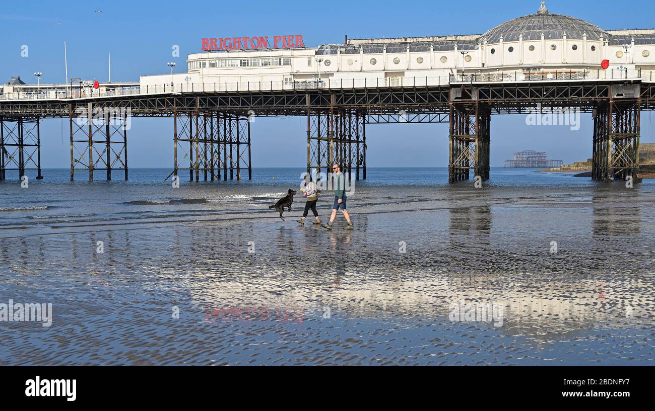 Brighton UK 9. April 2020 - Hundewanderer am Strand von Brighton bei Ebbe an einem schönen sonnigen Morgen an Tag siebzehn der Regierungen sperren sich in Großbritannien während der Coronavirus COVID-19-Pandemie-Krise. Es wird erwartet, dass das Wetter über das Osterwochenende heiß und sonnig bleibt und die Temperaturen in einigen Teilen des Südostens voraussichtlich die 20-er Jahre erreichen werden. Kredit: Simon Dack / Alamy Live News Stockfoto