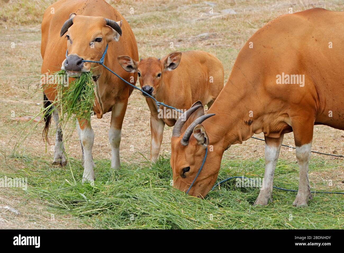 Bali Rinder Kühe und Kälber häuslich wildes Vieh (Javan banteng) aus Bali, Indonesien Stockfoto