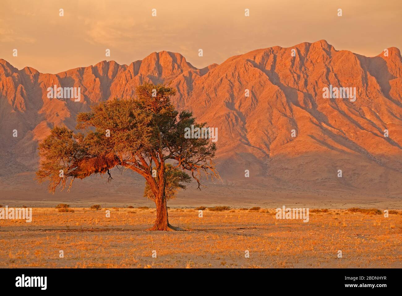 Wüstenlandschaft von Namib bei Sonnenuntergang mit zerklüfteten Bergen und Dornbaum, Namibia Stockfoto