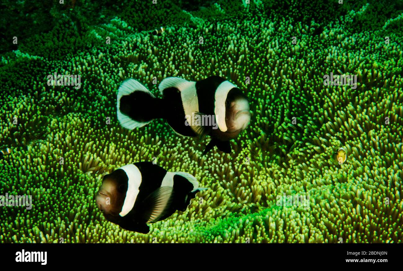 Gesattelte Anemonenfische, Amphiprion polymnus, Sulawesi Indonesia. Stockfoto