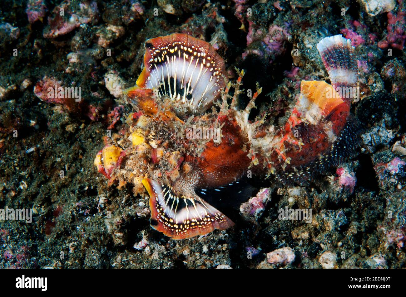 Stachelige Devilfish, Inimicus Didactylus, Sulawesi in Indonesien. Stockfoto