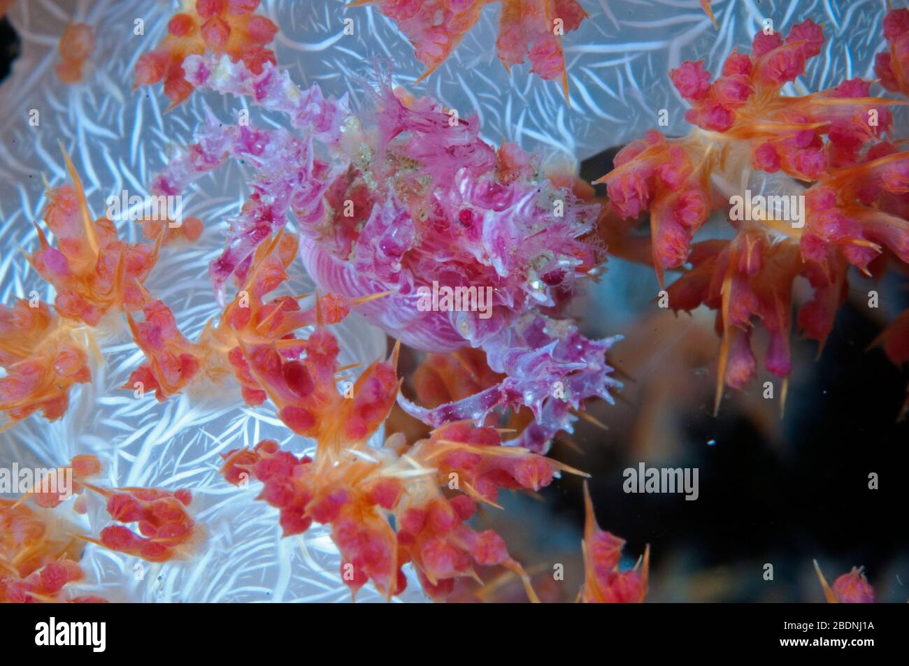 Weiche Korallenkrabbe, Hoplophrys oatesii, auf Dendronephthya, Raja Ampat Indonesien Stockfoto