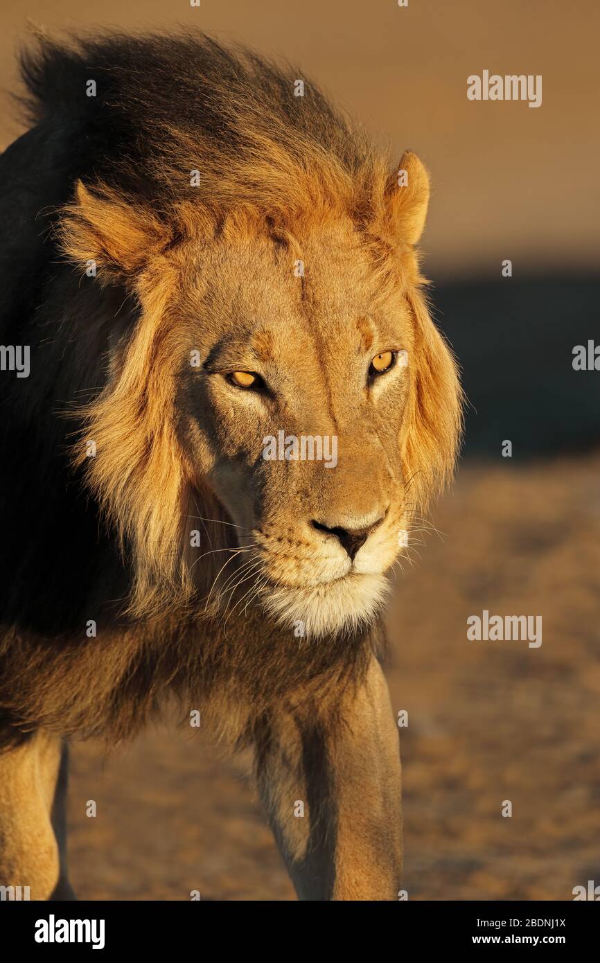 Porträt eines großen männlichen afrikanischen Löwen (Panthera leo) am späten Nachmittag Licht, Kalahari-Wüste, Südafrika Stockfoto