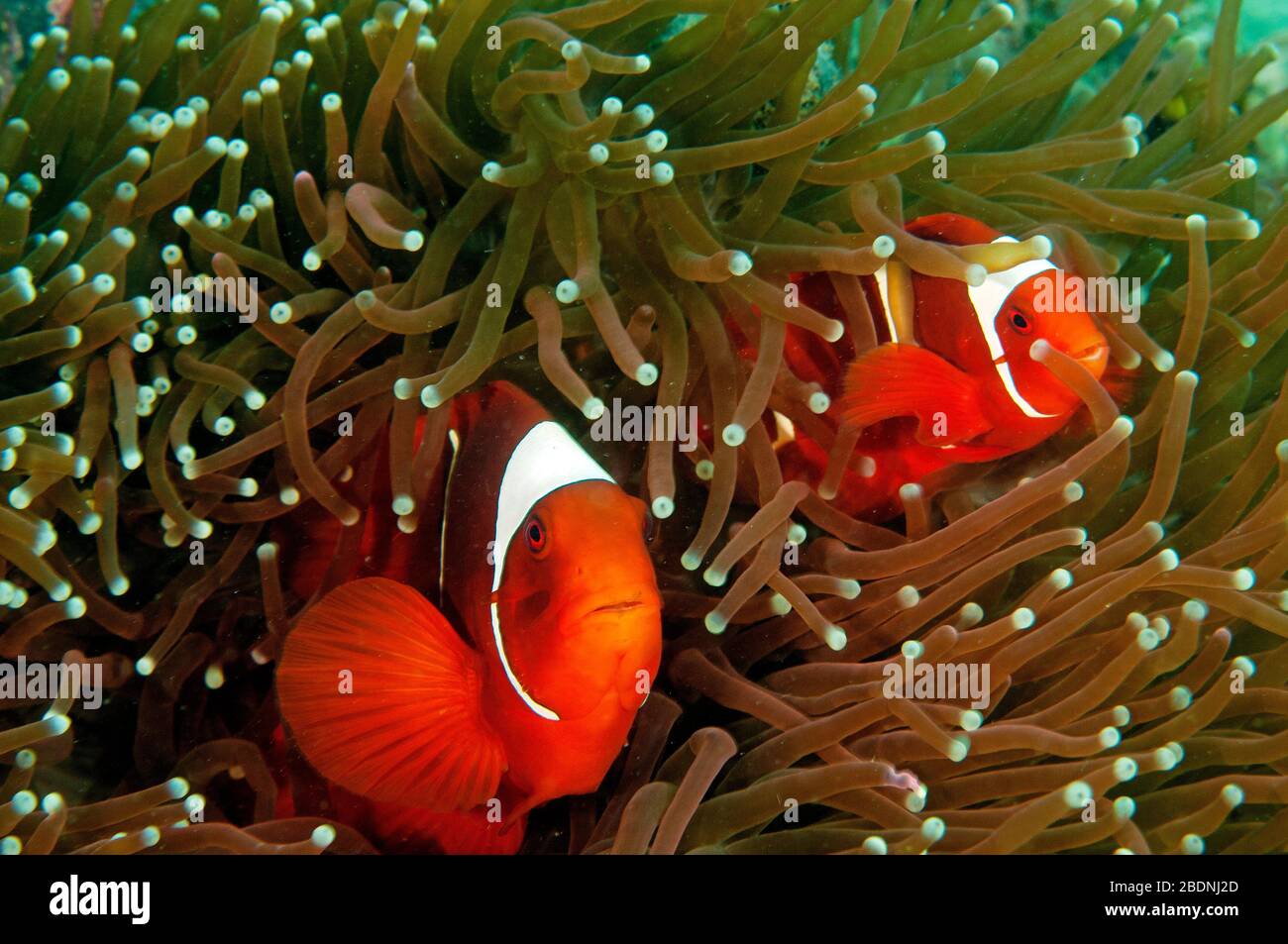 Wirbelsäule-Wange Anemonefishes, Premnas Bieculatus, Raja Ampat, Indonesien Stockfoto