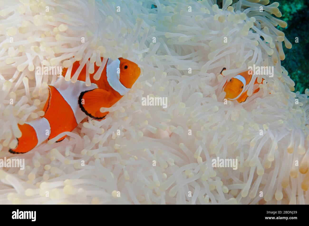 Clownfishes, Amphiprion Ocellaris in eine gebleichte Anemone Raja Ampat Indonesien Stockfoto