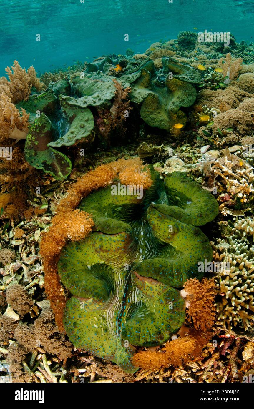 Riesenclam, Tridacna gigas, Raja Ampat West Papua Indonesia. Stockfoto