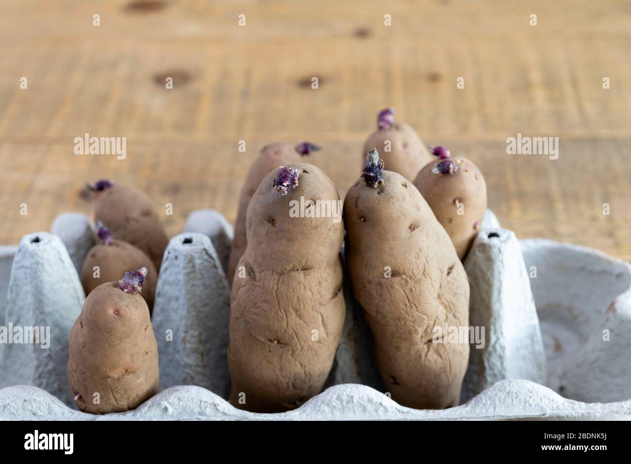 Rosa Tanne Apfelkartoffeln, die in einem Eikasten kritzen. Stockfoto