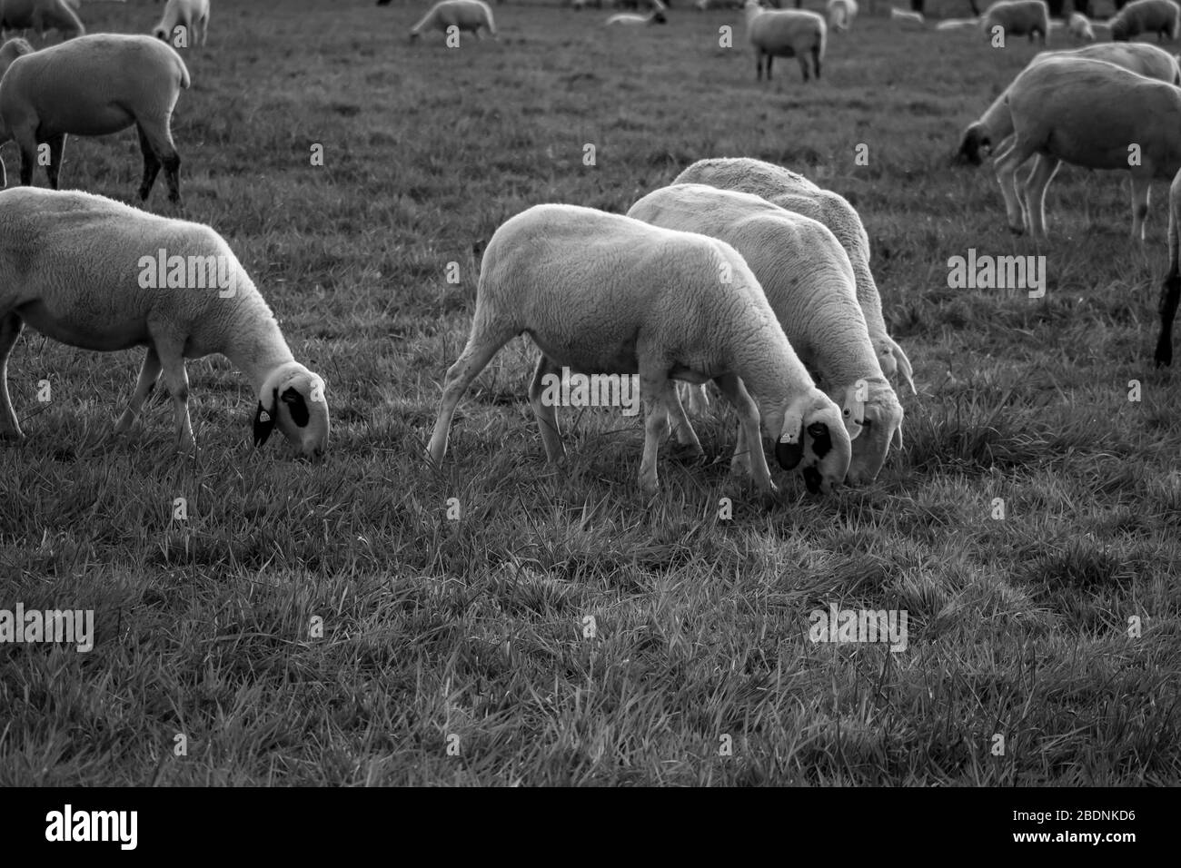 Fütternde Schafherde auf der Weide in der Abenddämmerung Stockfoto