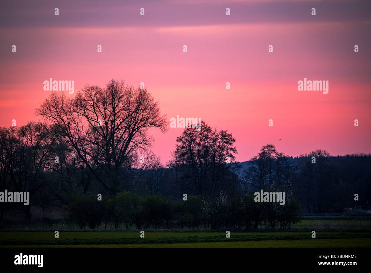 silouette von Bäumen mit rosa roten Himmel im Hintergrund Stockfoto