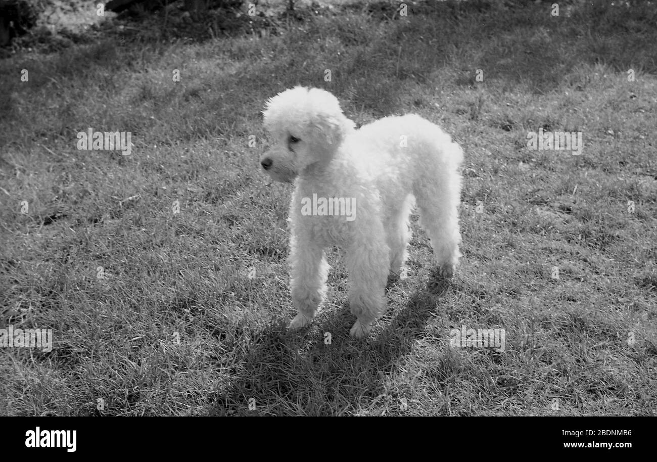 1960er Jahre, historisch, ein kleiner Haustier Hund, ein Spielzeug Pudel in einem Garten hinter, England, Großbritannien. Die kleinste Version des Pudel, Spielzeug Pudel sind intelligente, aktive Hunde mit einer guten Natur, aber erfordern regelmäßige Bewegung und Pflege. Stockfoto