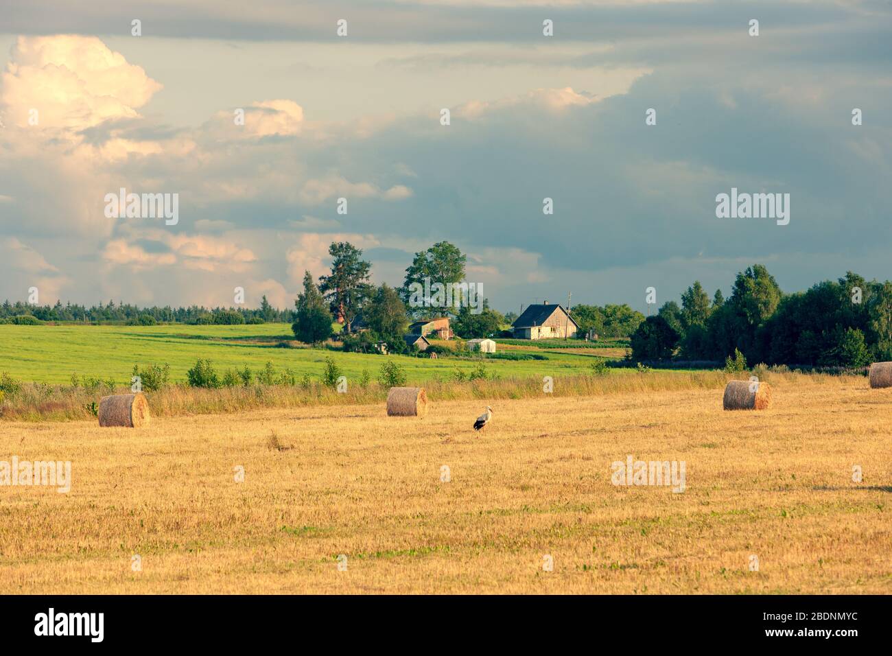 Ländliche Landschaft mit einem Storch auf dem Feld Stockfoto