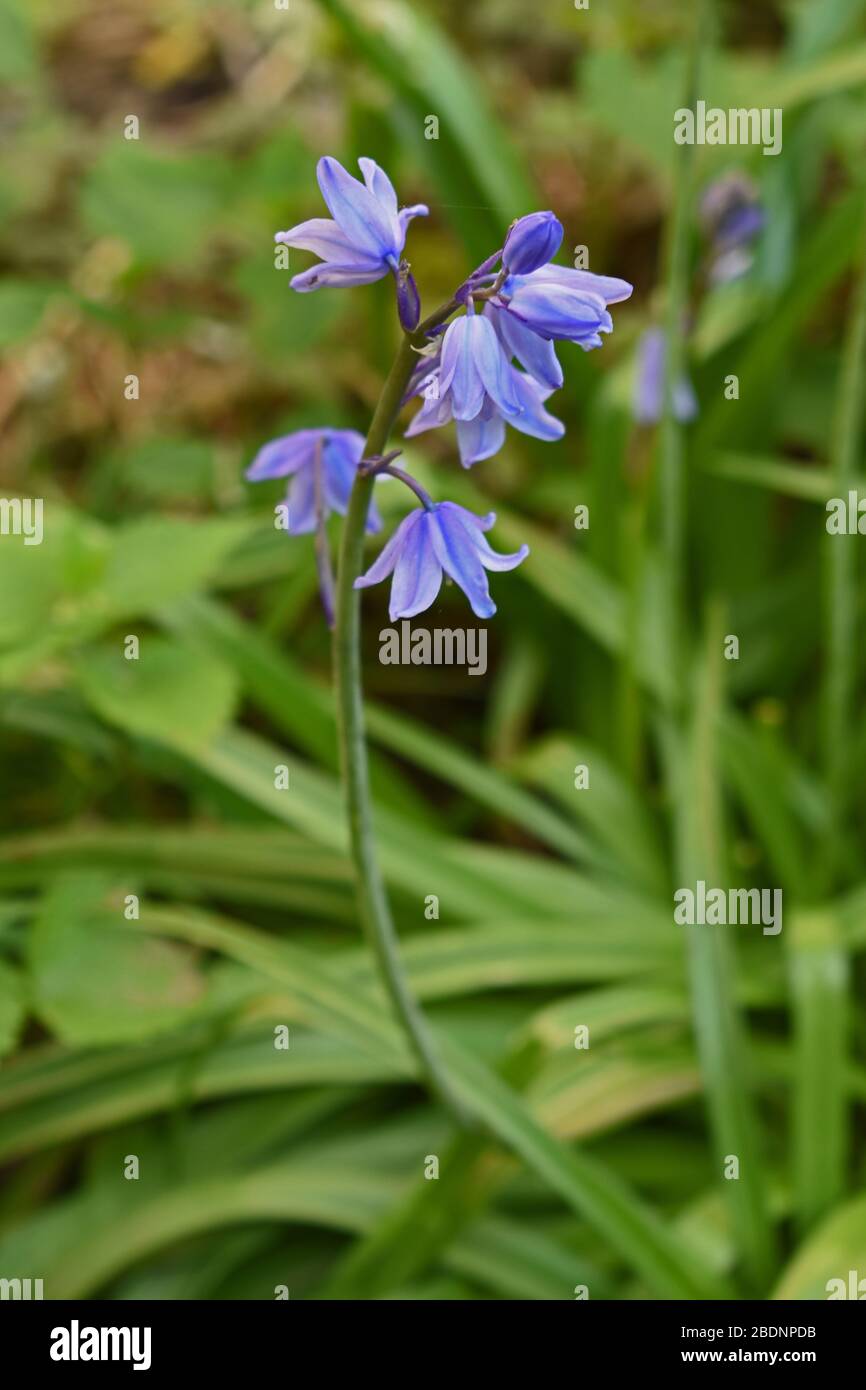 Bluebell-Blumen-Nahaufnahme Stockfoto