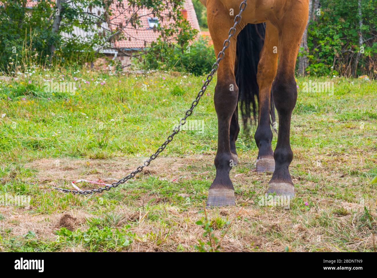 Beine des Pferdes. Stockfoto