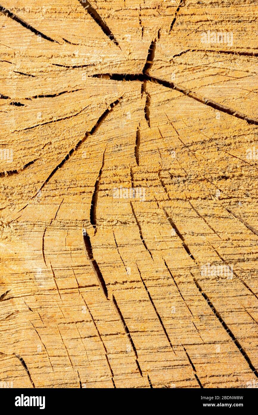 Endansicht eines Holzes mit austrocknenden Rissen Stockfoto