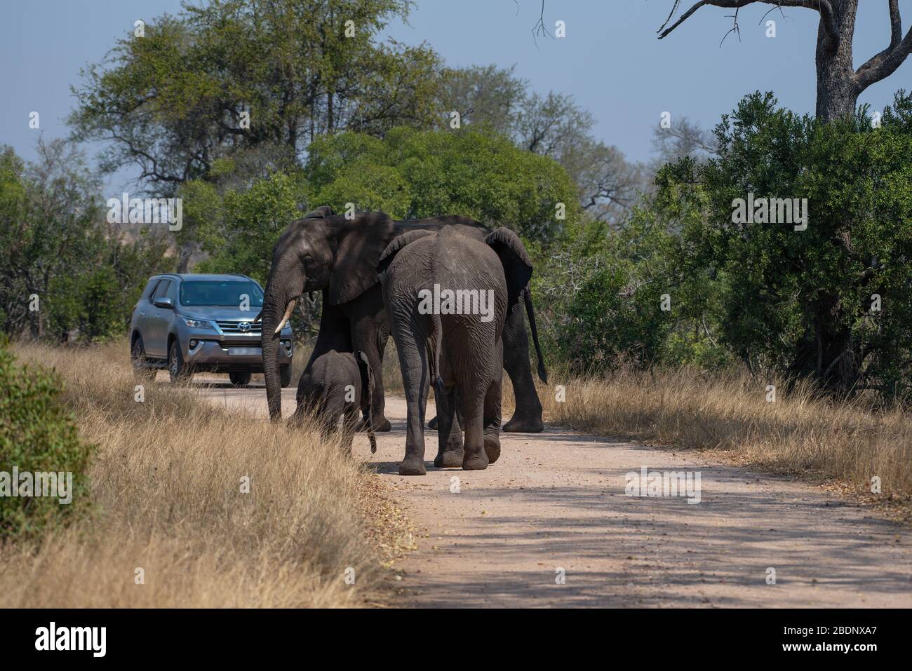 Touristen beobachten eine kleine Gruppe von Elefanten im Kruger Nationalpark Stockfoto
