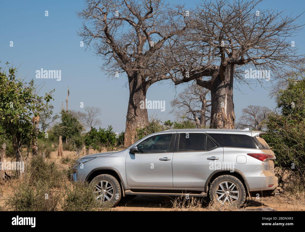 Ein Fahrzeug in Gonarezhou mit herrlichen Baobab-Bäumen im Hintergrund Stockfoto