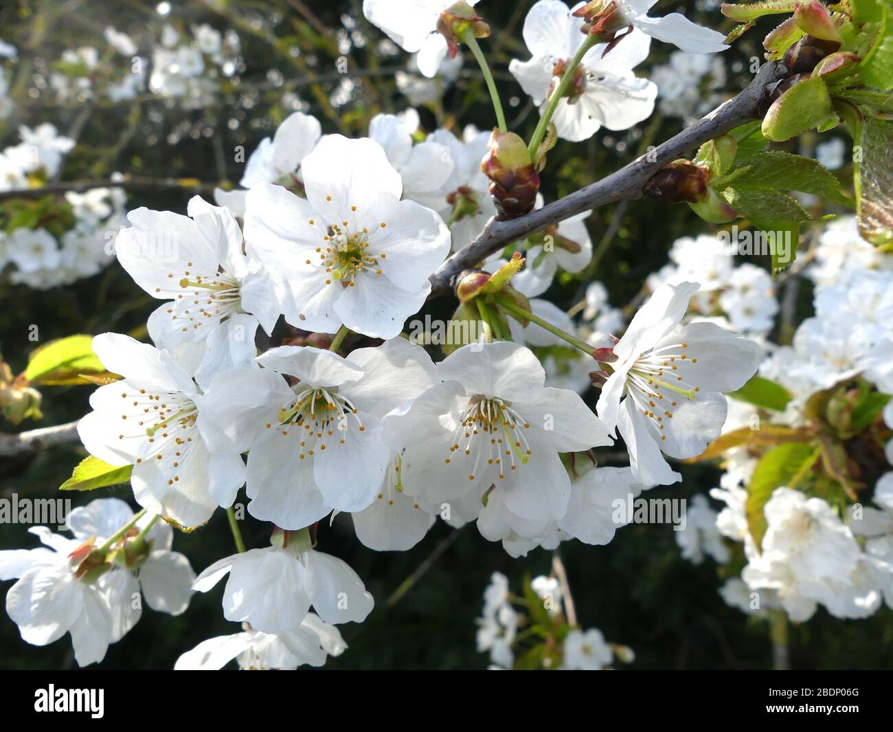 HAWTHORN Crataegus monogyna. Foto: Tony Gale Stockfoto