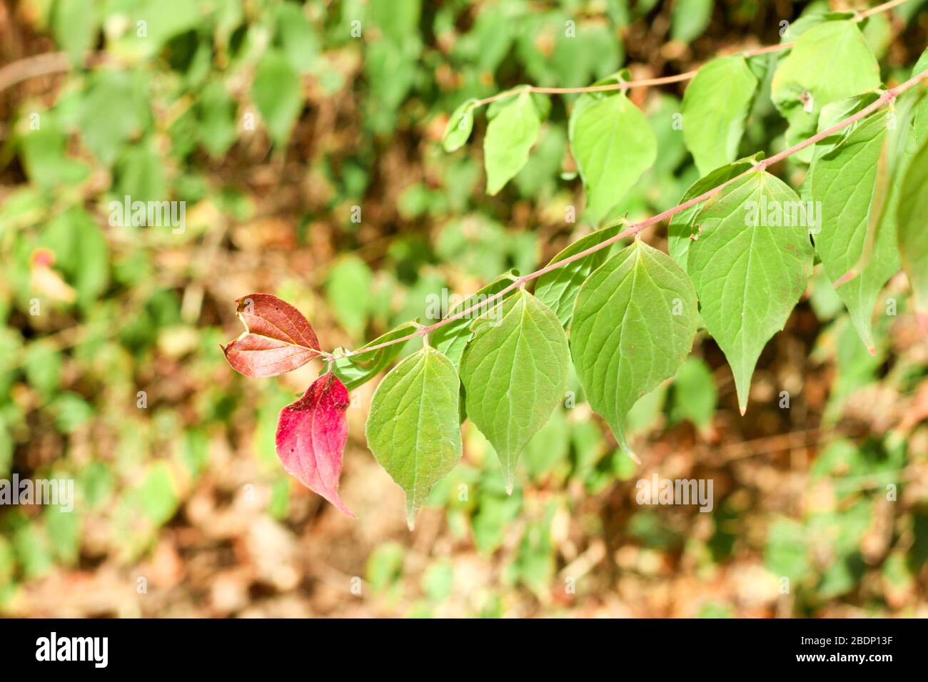 Kleine Blüte Frühling rosa Pfirsichblüten blühen auf ihrem Zweig im Feld auf der Sommersaison auf der kleinen Pflanze und haben kleine Blütenblätter und grüne Blätter Stockfoto