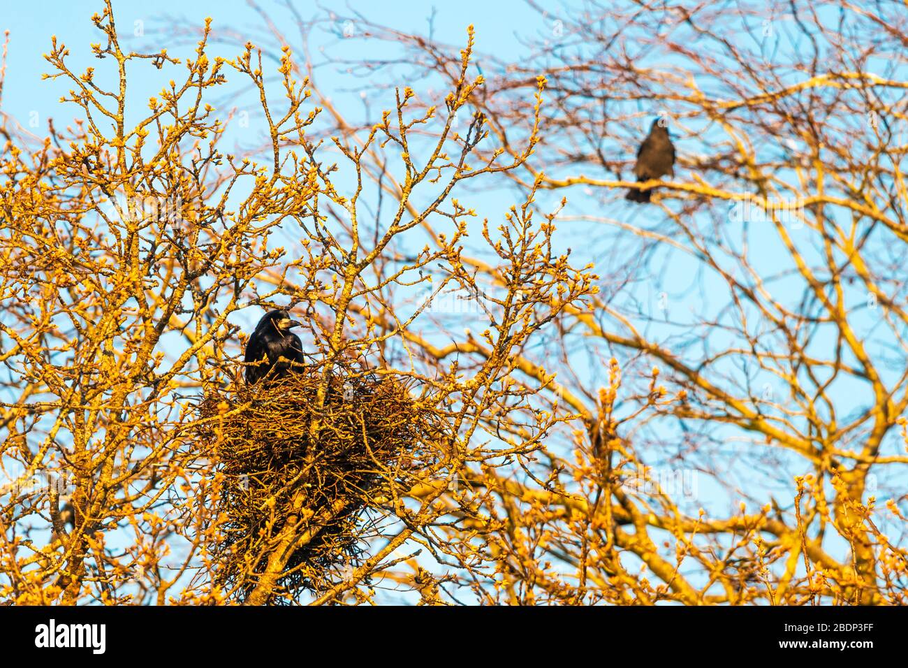 Ein Rook (Corvus frugilegus) sitzt in einem Nest, bekannt als eine Saatkrähenkolonie an einem Frühlingsabend. Devon, Großbritannien. Stockfoto