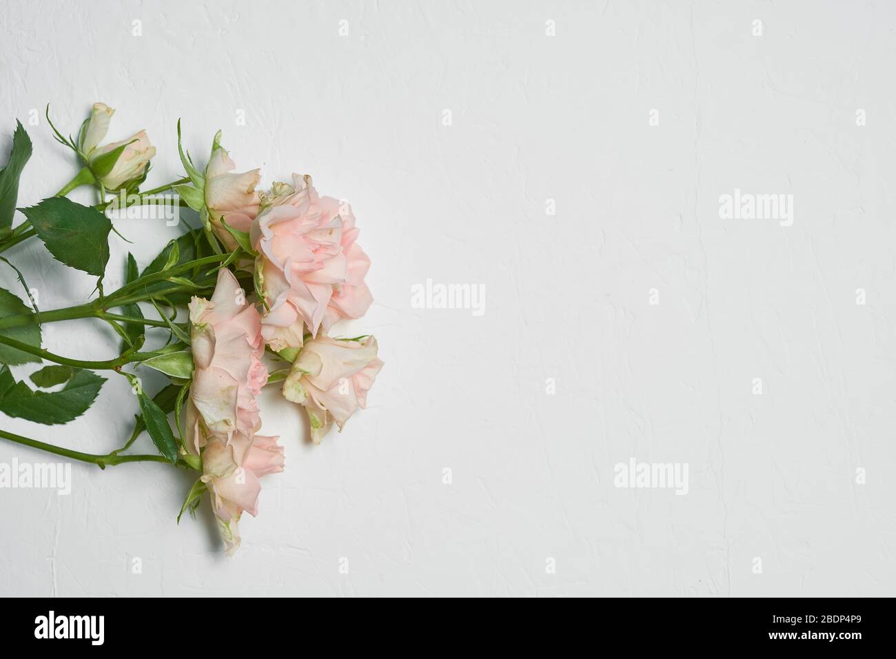 Schöne helle Rosen auf weißem Hintergrund Stockfoto