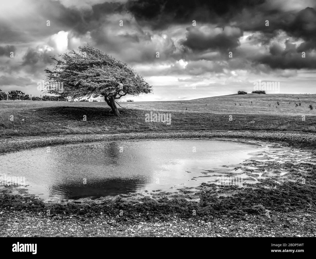 Landschaft in Schwarz und Weiß mit Wind gefegt Baum im Hintergrund mit Lichtstrahl im Baum Stockfoto