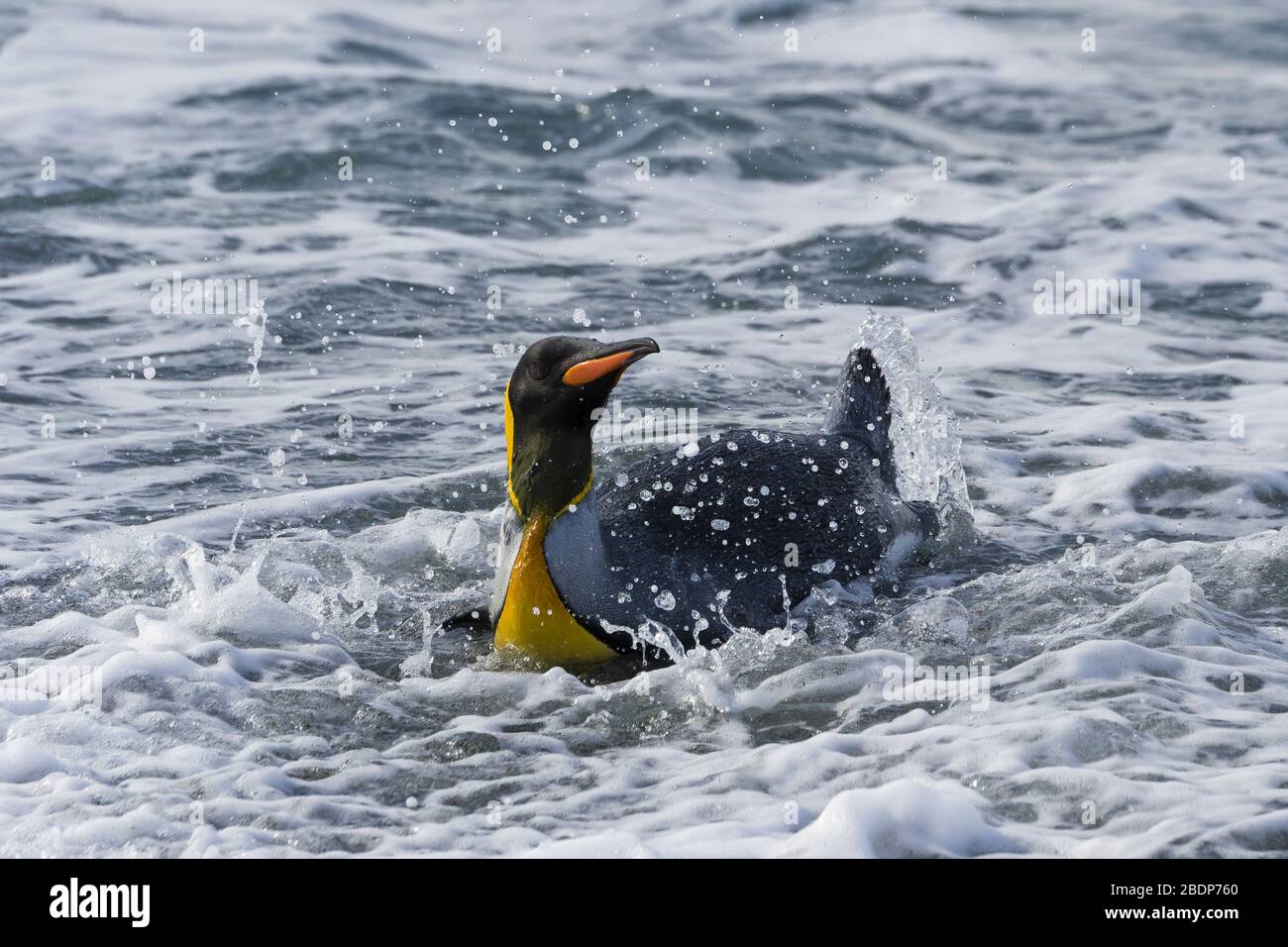 King Penguin (Aptenodytes patagonicus), der aus dem Wasser kommt, Salisbury Plain, South Georgia Island, Antarktis Stockfoto