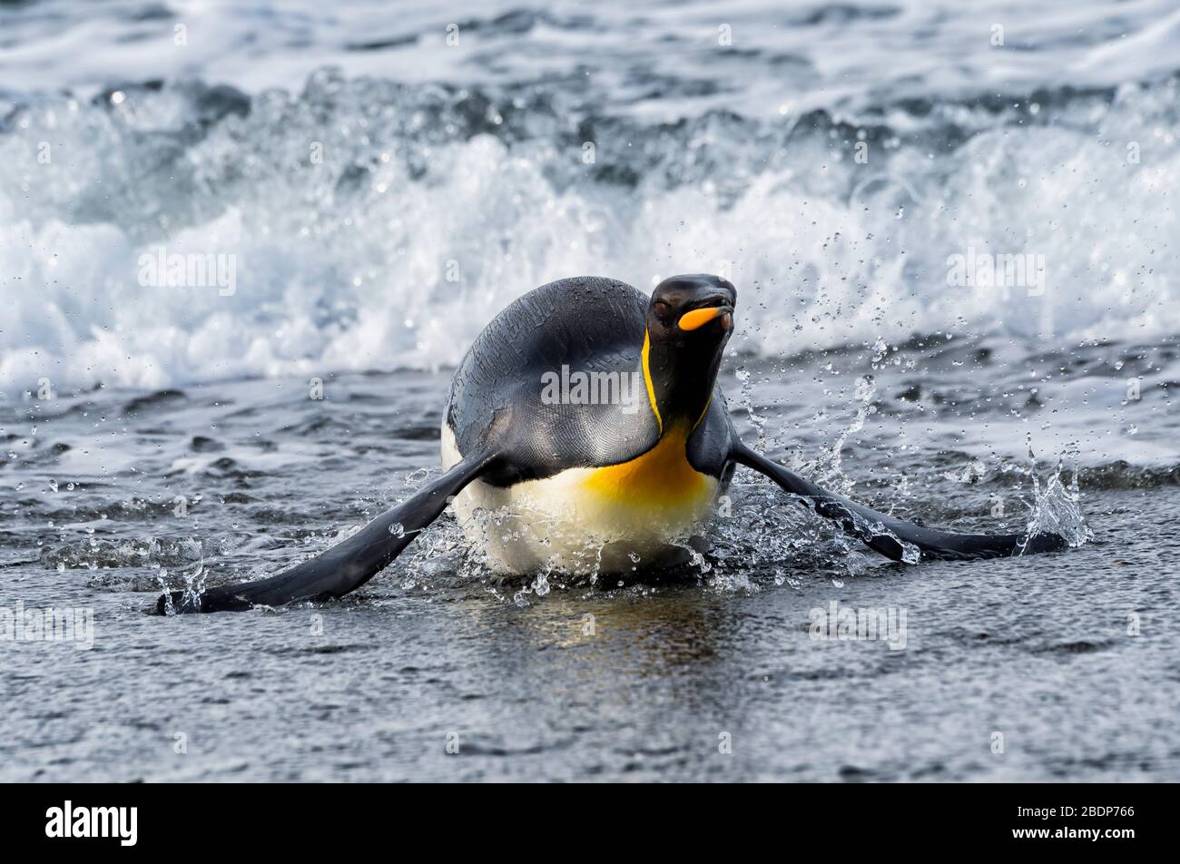 King Penguin (Aptenodytes patagonicus), der aus dem Wasser kommt, Salisbury Plain, South Georgia Island, Antarktis Stockfoto