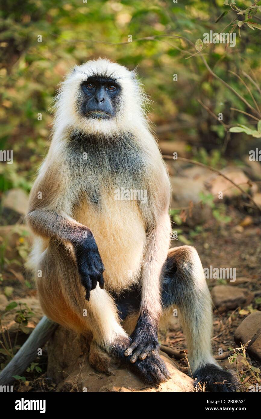 Inder Common Grey Langur oder Hanuman Langur Monkey Fressen im Ranthammore National Park, Rajasthan, Indien Stockfoto