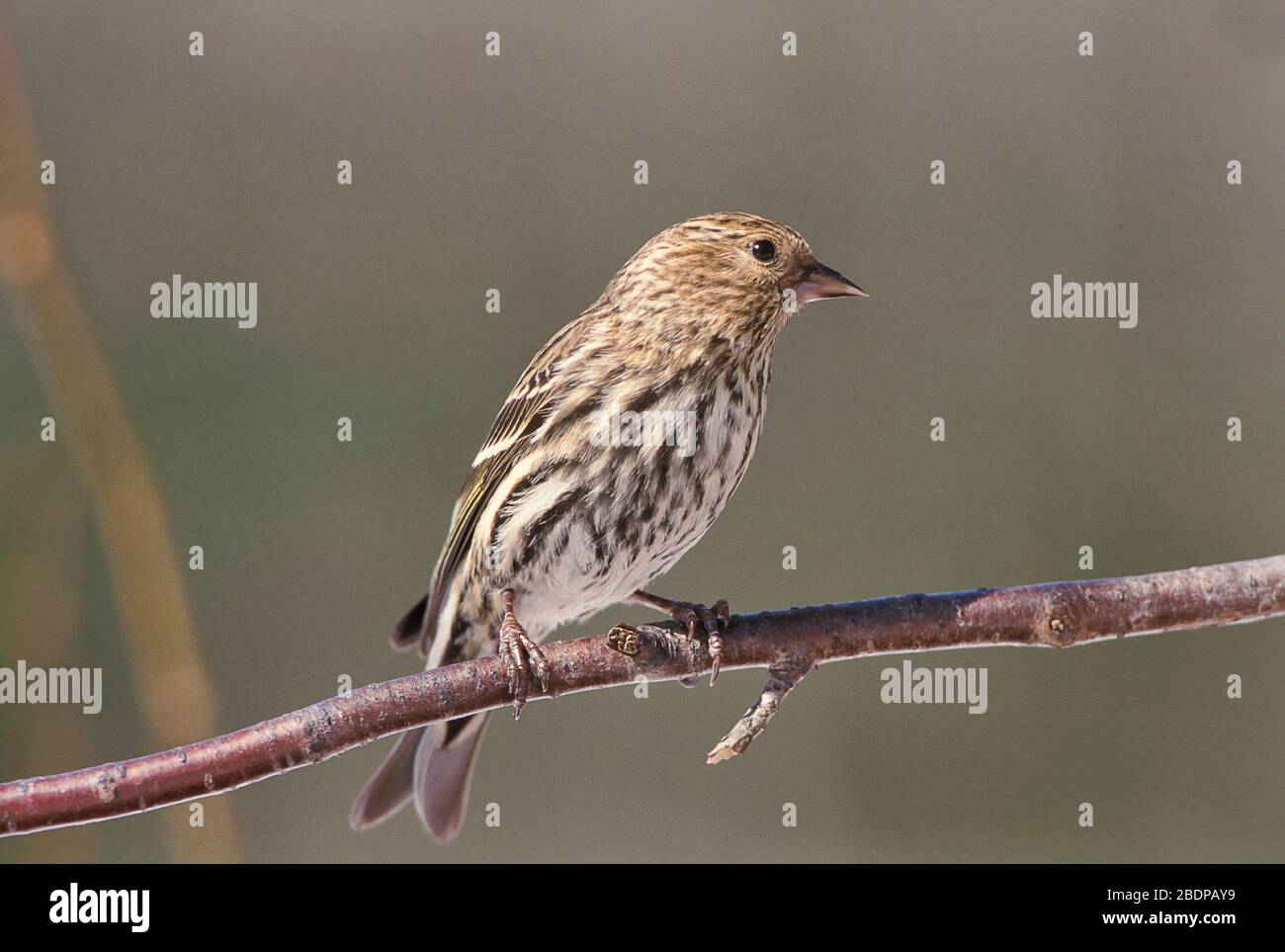 Kiefernsiskin, Spinus Pinus, Kanada, auf Ast Stockfoto