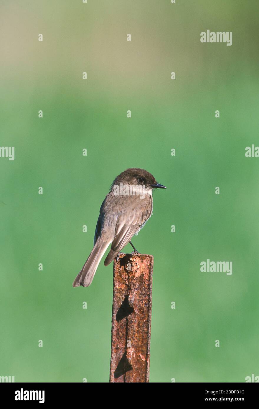 Eastern Phoebe, Sayornis phoebe, Kanada, auf dem Postweg Stockfoto