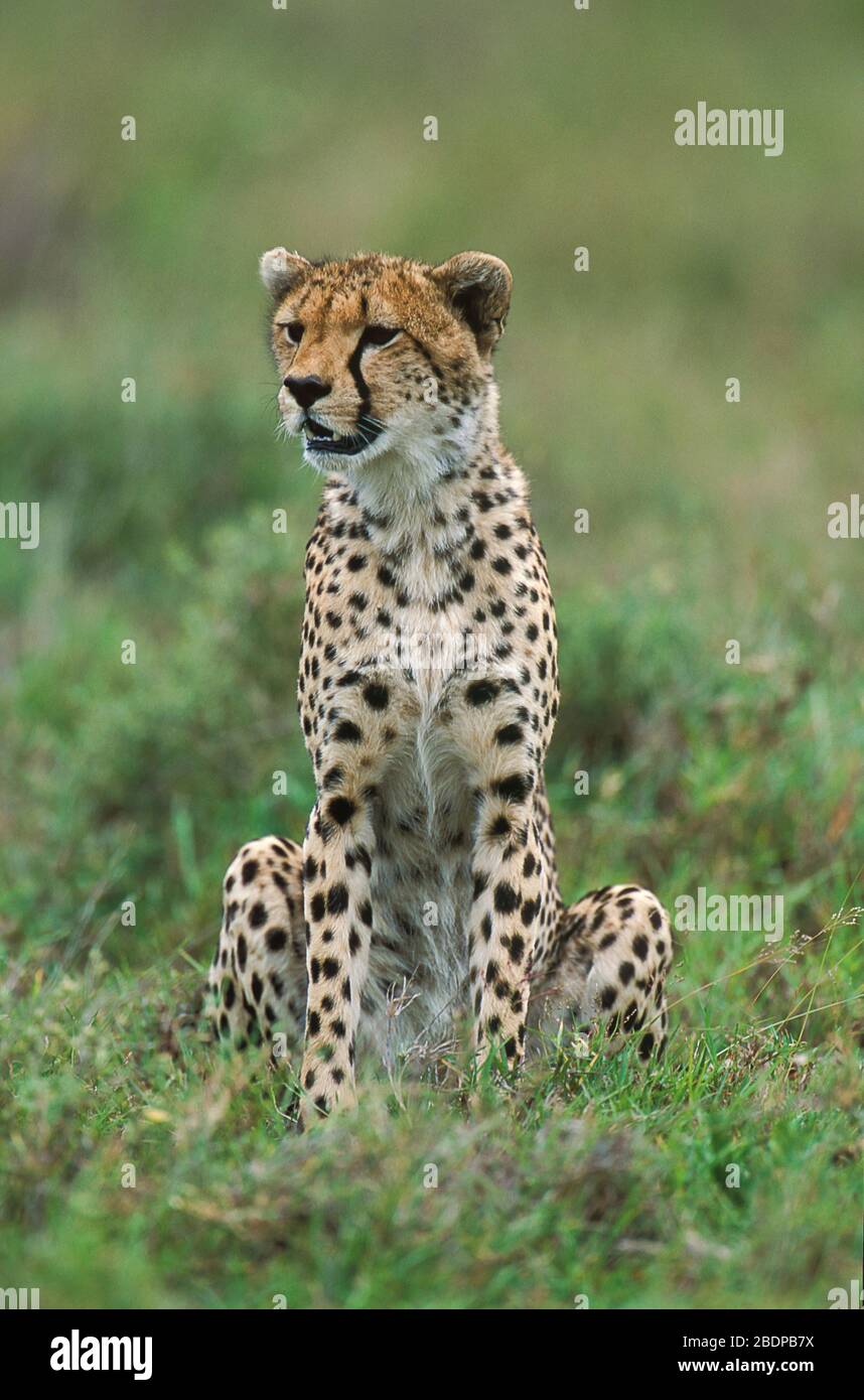 Gepard, Acinonyx jabitus, Serengeti, Tansania, Afrika, im Langgras sitzend, wachsam Stockfoto