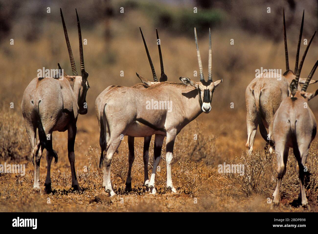 Ostafrikanische Oryx, Oryx beisa, Samburu, Kenia, Afrika, eine Gruppe, die zusammen steht, eine Suche Stockfoto