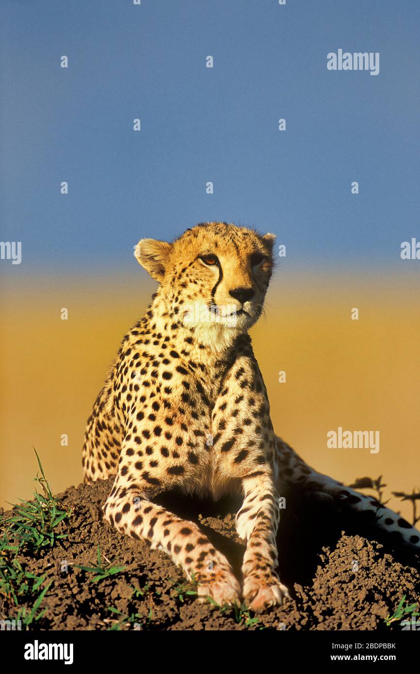 Gepard, Acinonyx jabitus, Masai Mara, Kenia, Afrika, auf Erdboden für gute Sicht und gute Sicht Stockfoto