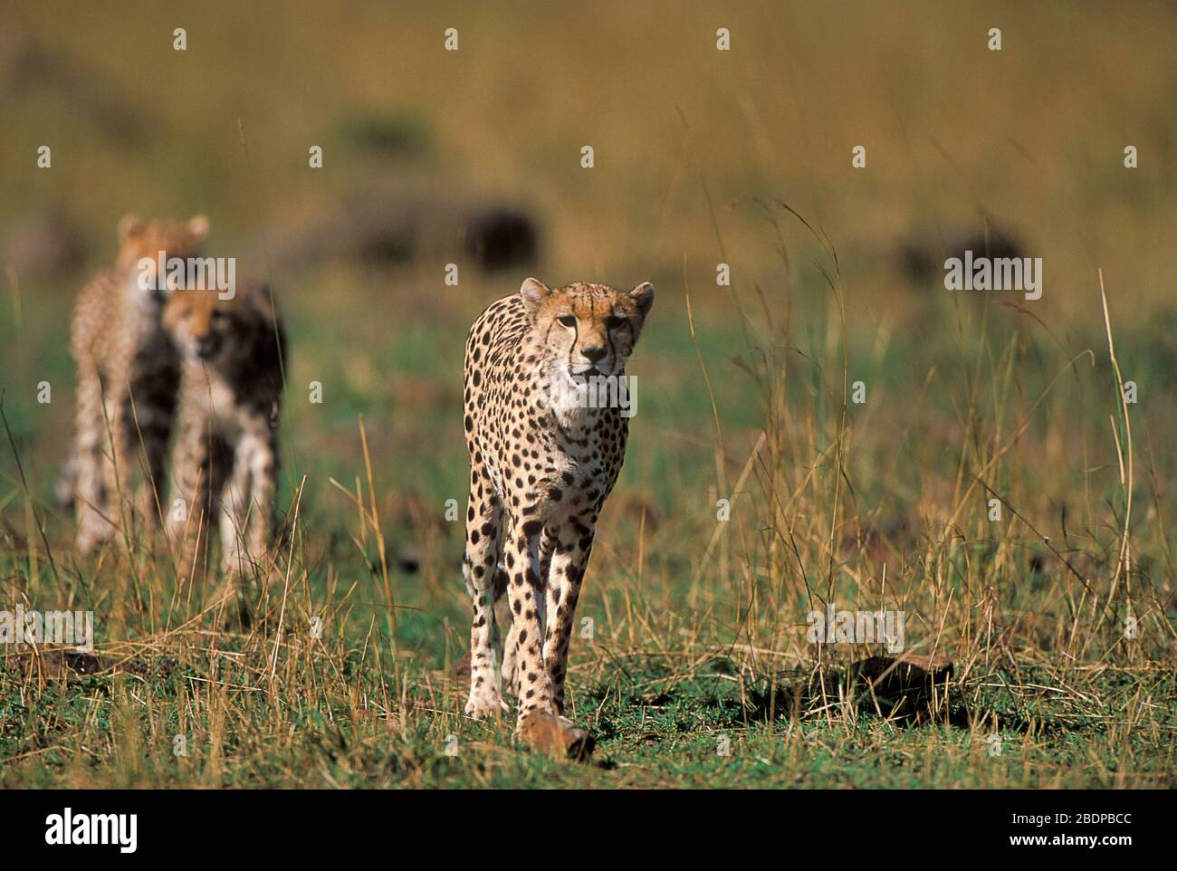 Gepard, Acinonyx jabitus, Masai Mara, Kenia, Afrika, Female Walking mit zwei Jungen dahinter Stockfoto
