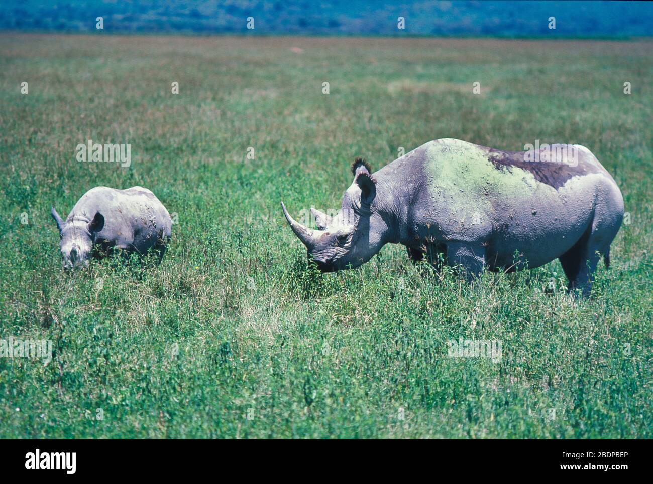 Schwarze Rhinozeros oder Hakenlippen-Nashörner, Diceros bicornis, weiblich mit jung, Kenia Afrika, vom Schutz der Roten Liste der Roten Daten der Roten Liste der Roten Daten der Weltnaturschutzliste bedrohte Stockfoto