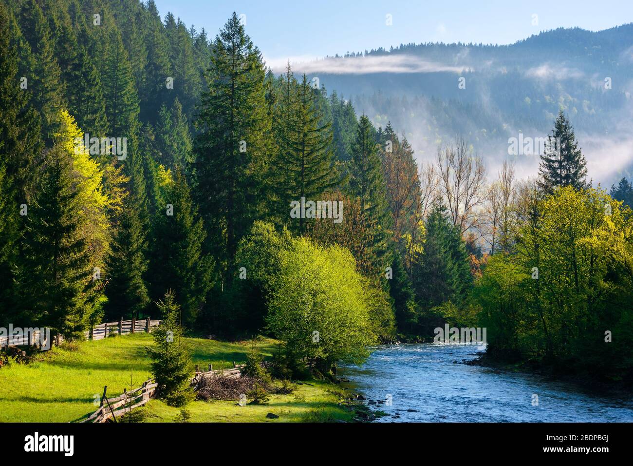 Der Gebirgsfluss bei einem nebligen Sonnenaufgang. Wunderschöne Landschaft mit Nebel, der über den Bäumen in frischer grüner Laube am Ufer in der Ferne rollt. Schön Stockfoto
