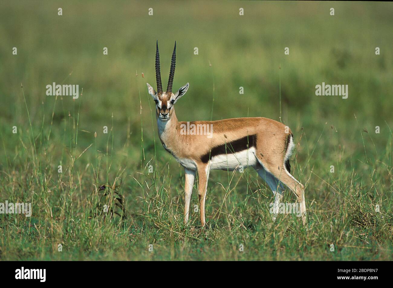 Thomsons Gazelle, Male, Gazella thomsoni, Masai Mara, Kenia, Afrika, steht im Blick Stockfoto