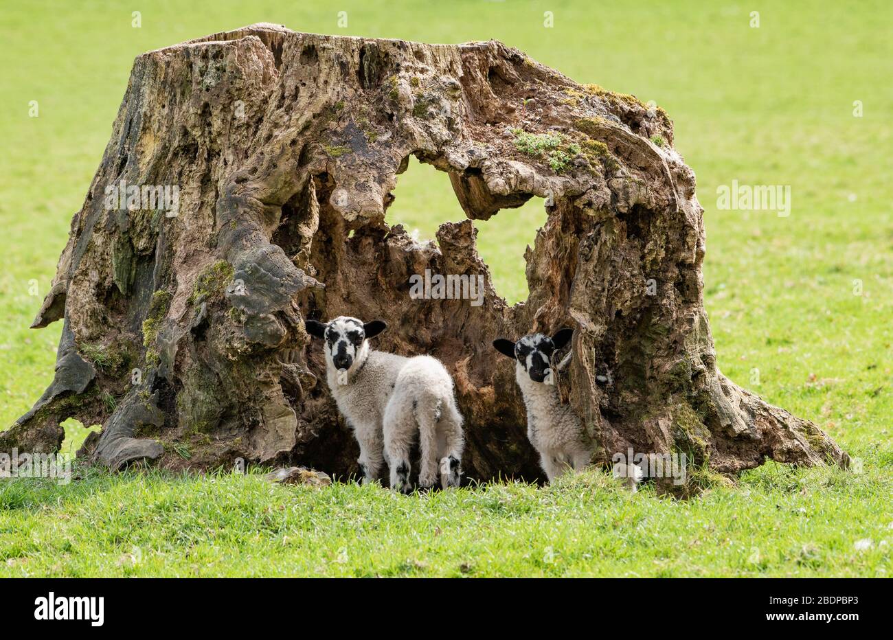 Preston, Lancashire, Großbritannien. April 2020. Ein alter, hohler Baumstumpf ist ideal für diese Zwillingslammer, die in Chipping, Preston, Lancashire, England, Großbritannien spielen. Das jüngste gute Wetter hat die Bedingungen für das Lamellen in diesem Jahr verbessert. Kredit: John Eveson/Alamy Live News Stockfoto